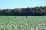 Vgp04hase