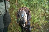 Hzp05 Beesten Ente