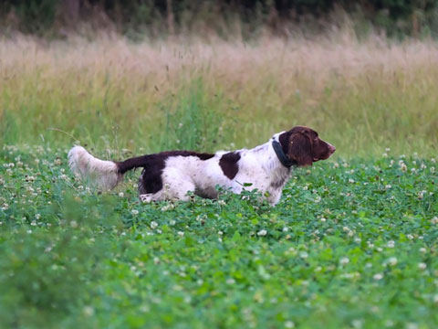 >Cooper vom Wälster Feld
