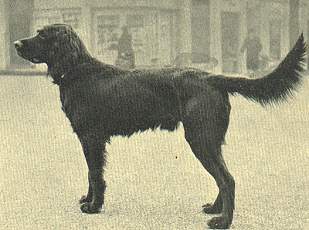 arko fischteich