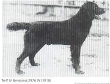 treff IV germania