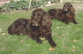 Birke und Granne